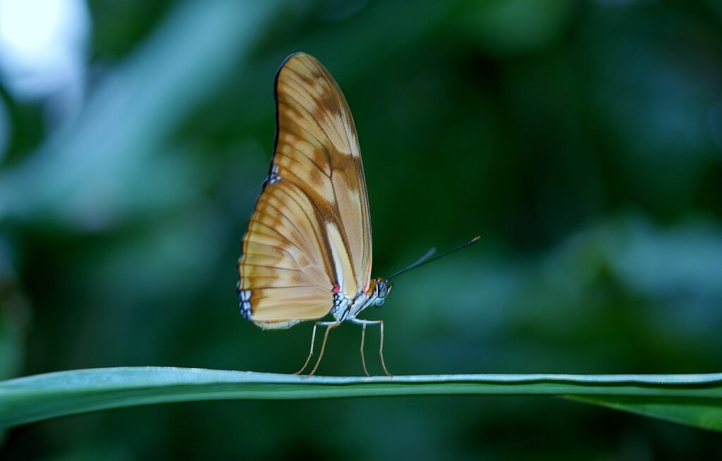 butterfly, insect, winged insect-23063.jpg